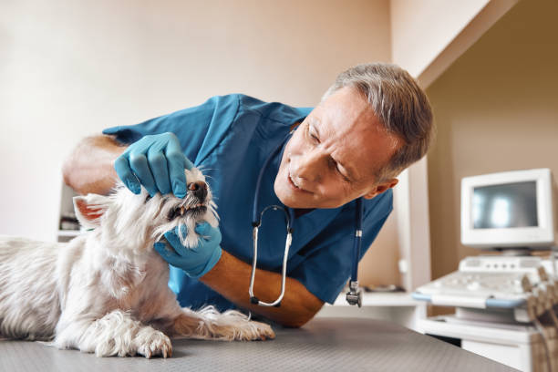Best Dental Abscess Treatment in Manly, IA